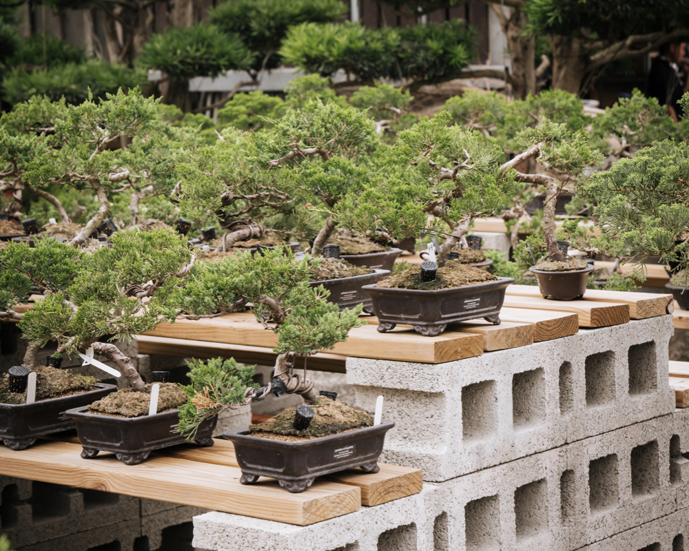 真柏盆景| ANYONE IS PLANTER